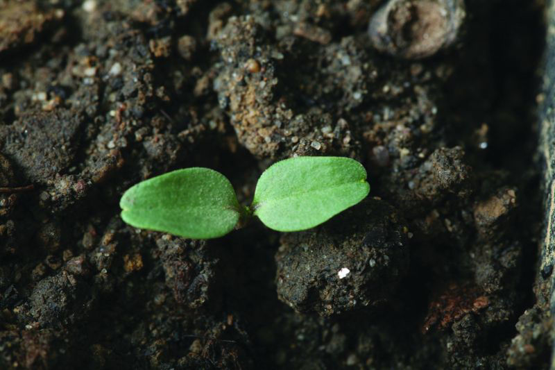 Cleavers